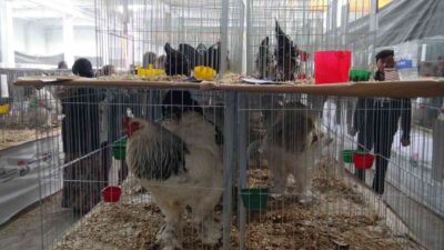 AFYONKARAHİSAR’DA BU YIL 6’NCISI DÜZENLENEN ULUSAL KÜMES HAYVANLARI YARIŞMASI SONUCUNDA