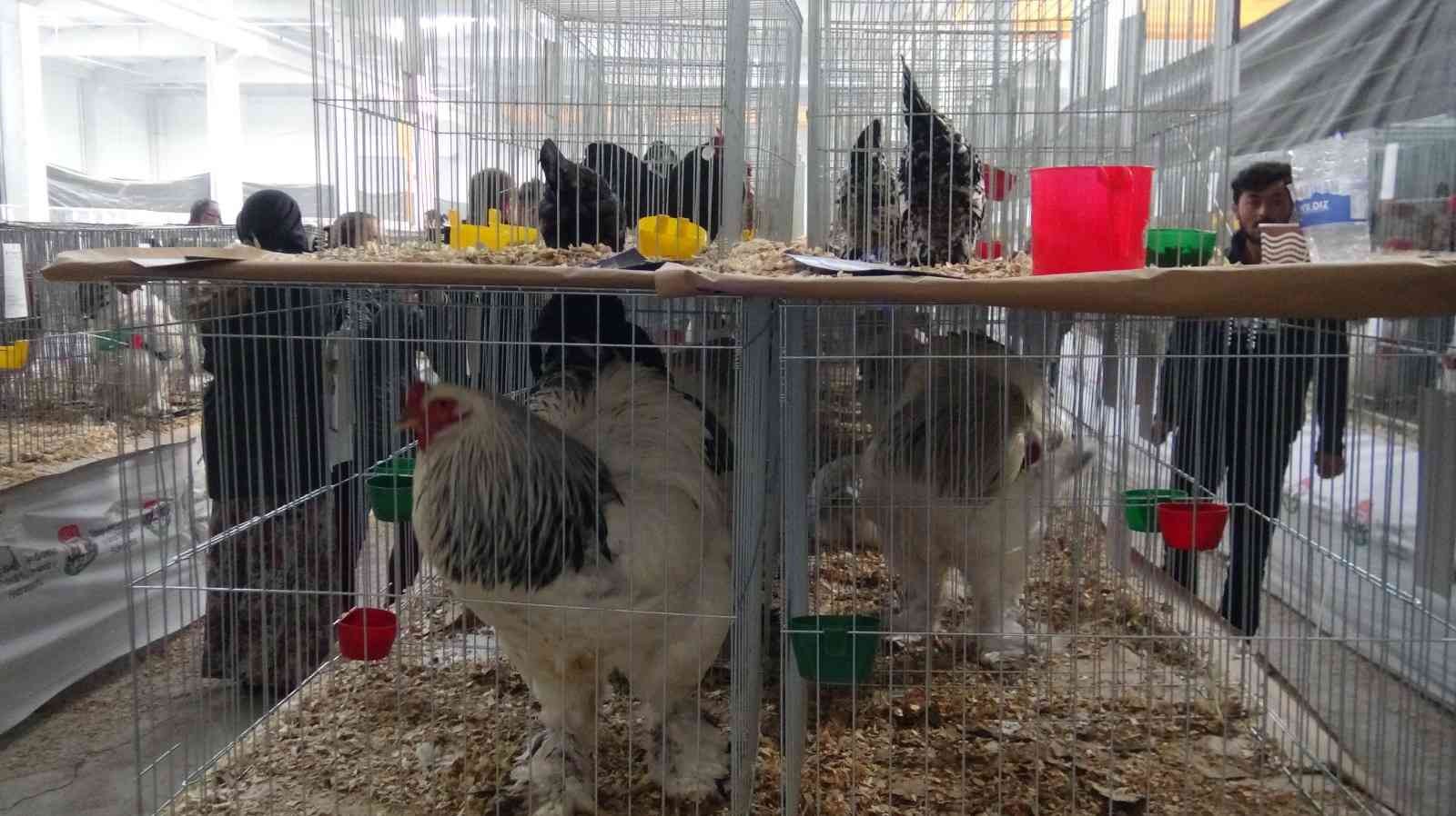AFYONKARAHİSAR’DA BU YIL 6’NCISI DÜZENLENEN ULUSAL KÜMES HAYVANLARI YARIŞMASI SONUCUNDA