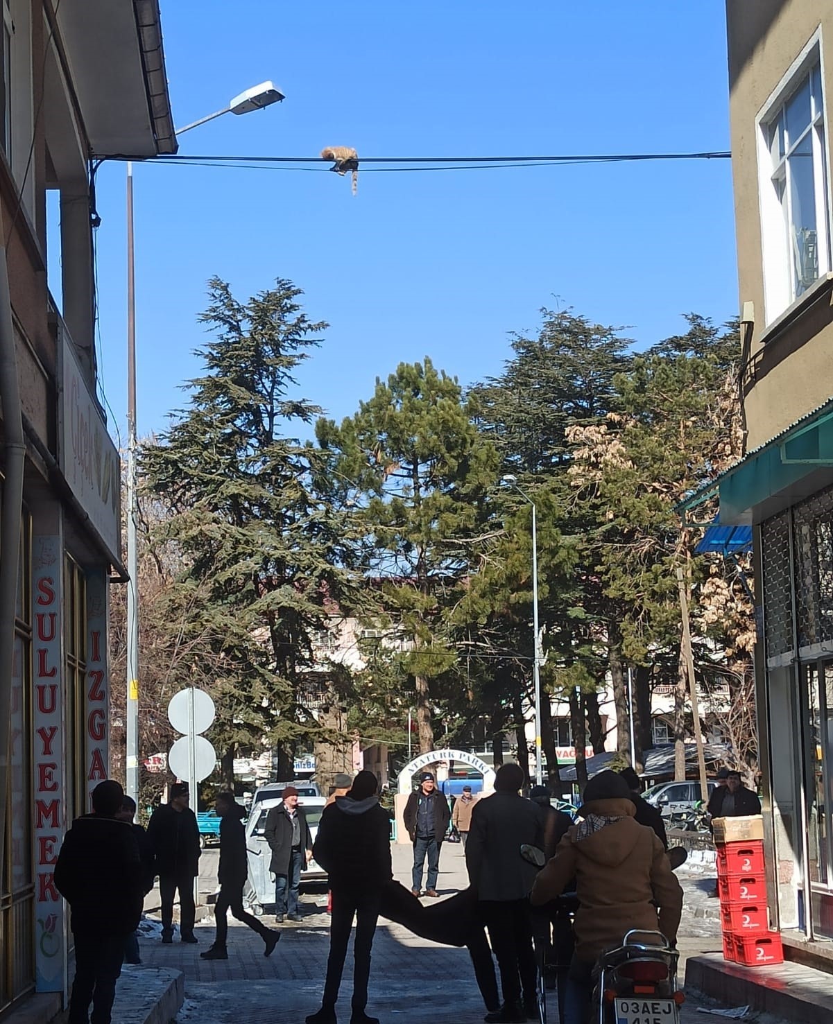 AFYONKARAHİSAR'IN ŞUHUT İLÇESİNDE ELEKTRİK TELLERİNDE MAHSUR KALAN KEDİNİN İMDADINA VATANDAŞLAR