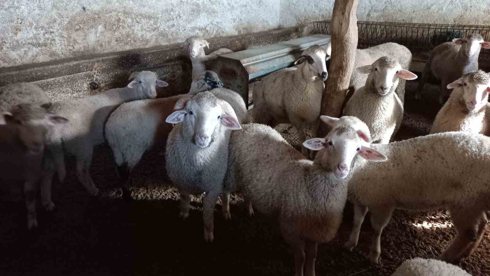 AFYONKARAHİSARDA KÜÇÜKBAŞ HAYVAN YETİŞTİRİCİLERİNİN YÜZÜ KUZU ETİ FİYATLARUNIN YÜKSELMESİYLE GÜLERKEN,