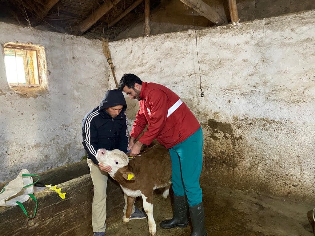 AFYONKARAHİSAR’DA TARIM VE ORMAN MÜDÜRLÜĞÜ EKİPLERİNCE YENİ DOĞAN BUZAĞILAR KAYIT
