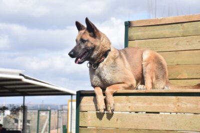 Afyonkarahisar AFAD İl Müdürlüğü bünyesindeki 3 arama kurtarma köpeği, Kahramanmaraş