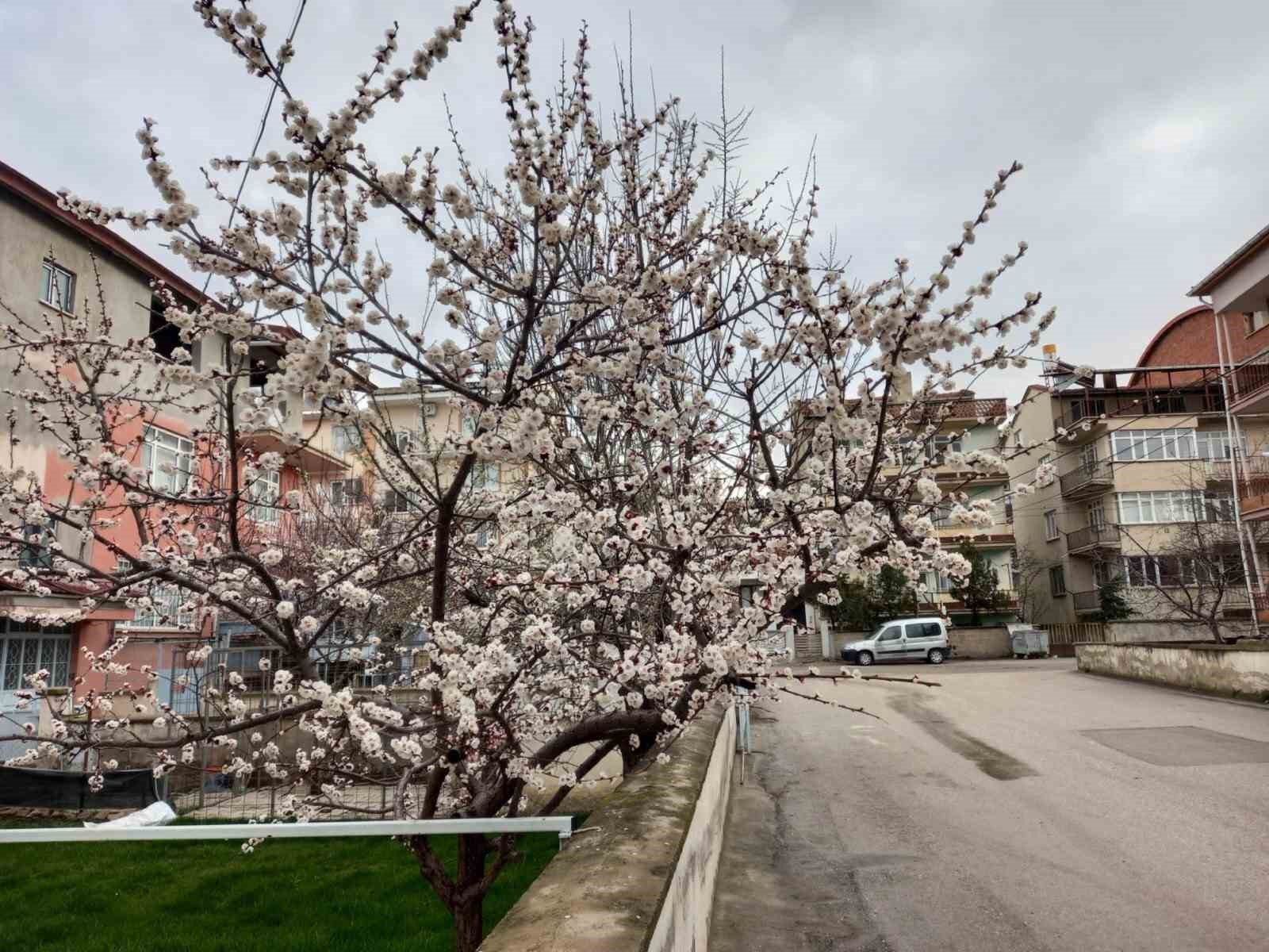 FYONKARAHİSAR'IN SANDIKLI İLÇESİNDE SICAK HAVAYA ALDANAN BAZI MEYVE AĞAÇLARI ÇİÇEK