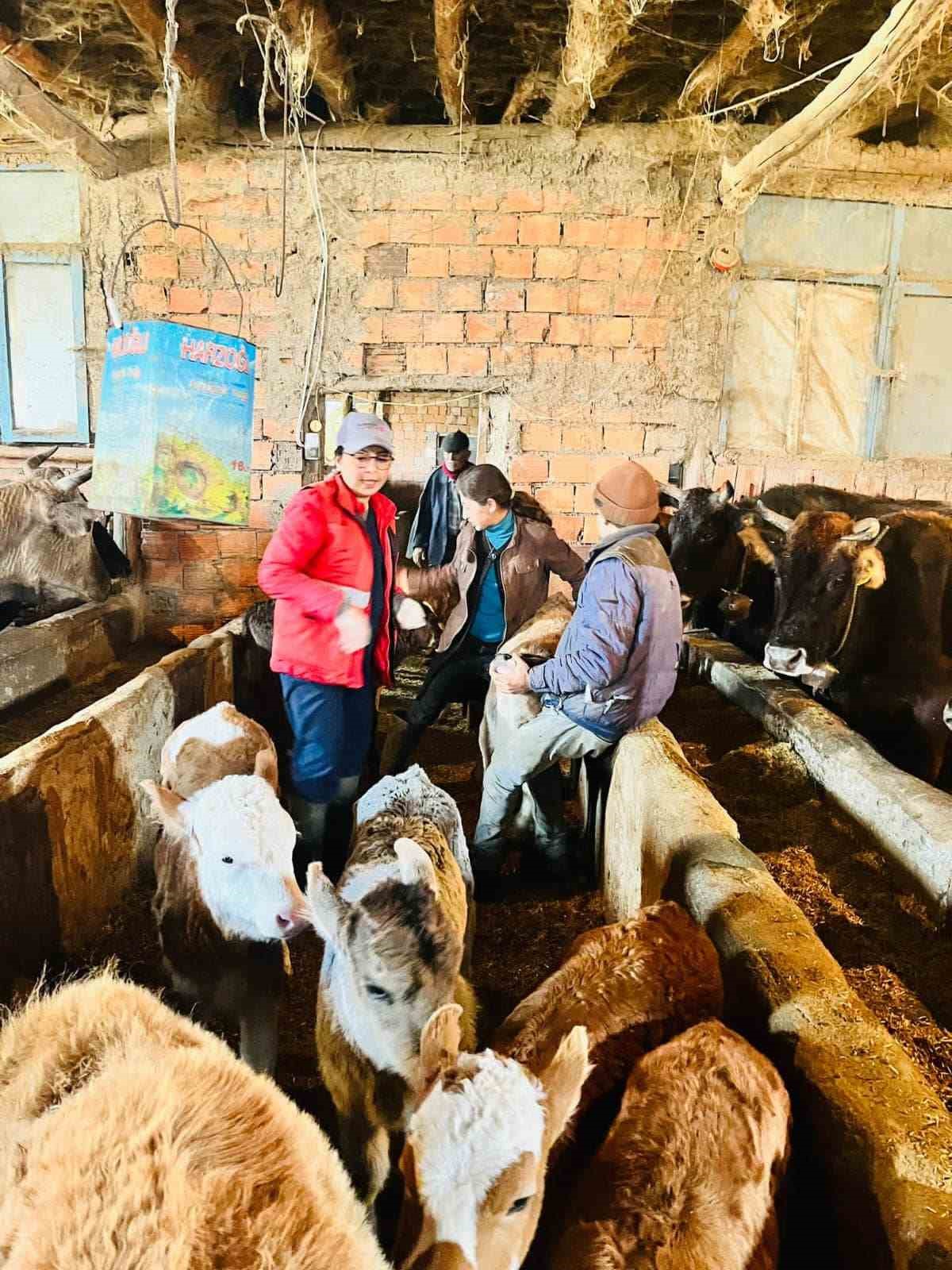 AFYONKARAHİSAR’IN SANDIKLI İLÇESİNDE BÜYÜKBAŞ HAYVANLARA YÖNELİK BAŞLATILAN ŞAP AŞISI UYGULAMA