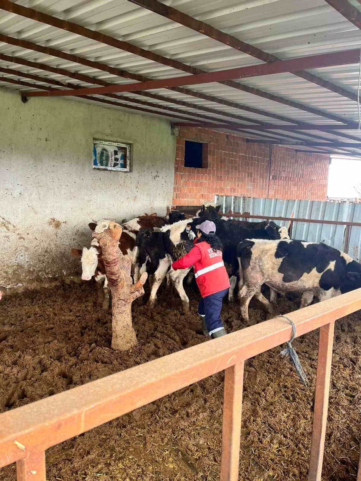 AFYONKARAHİSAR’DA ŞAP HASTALIĞINA KARŞI ÖNLEMLER ALINMAYA DEVAM EDİYOR.