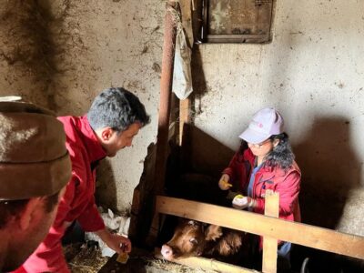 AFYONKARAHİSAR (AA) – Sandıklı'da büyükbaş hayvanları aşılama ve kimliklendirme çalışmaları