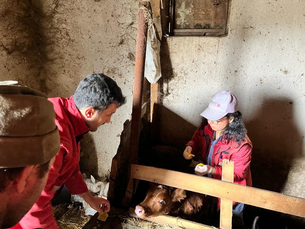 AFYONKARAHİSAR (AA) – Sandıklı'da büyükbaş hayvanları aşılama ve kimliklendirme çalışmaları