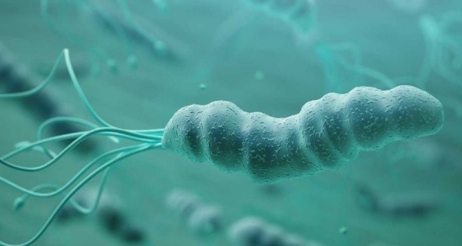 Mide ve bağırsak kanserine neden olan bakterilerden Helicobacter pylori ile