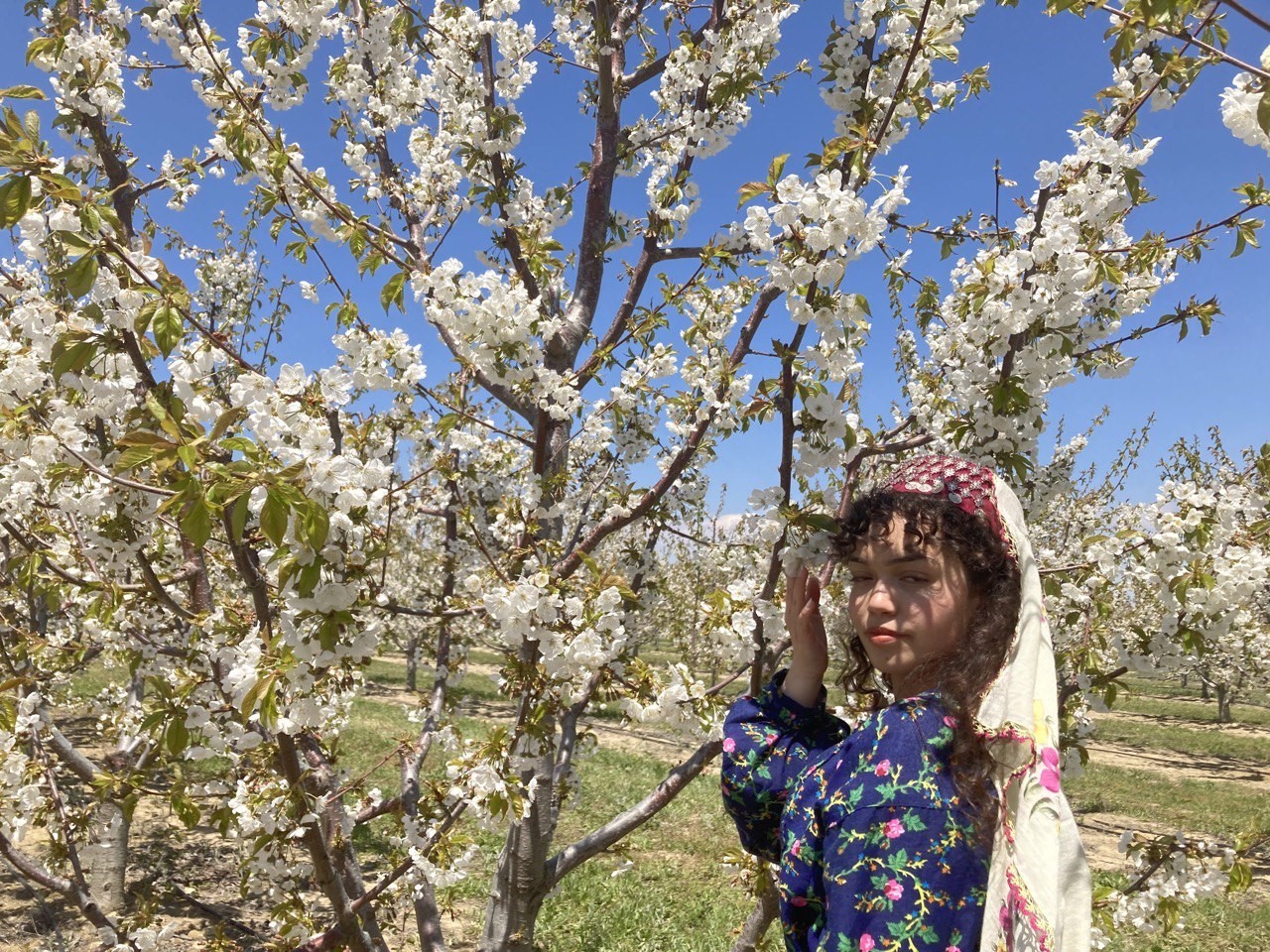 KİRAZI İLE ÜNLÜ AFYONKARAHİSAR’IN SULTANDAĞI İLÇESİNDE 4. KİRAZ ÇİÇEĞİ FOTO