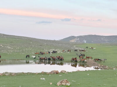 Ürkeklikleri ile bilinen yılkı atları sürü halinde göletlerden su içerken