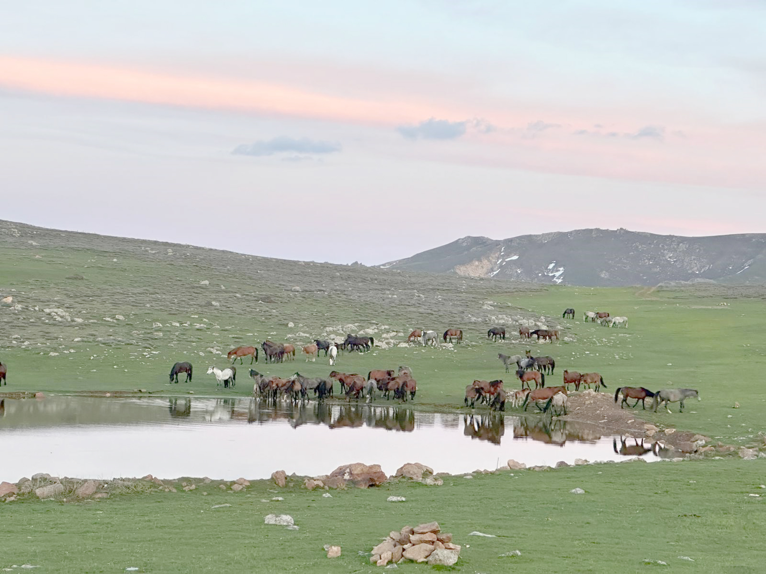 Ürkeklikleri ile bilinen yılkı atları sürü halinde göletlerden su içerken