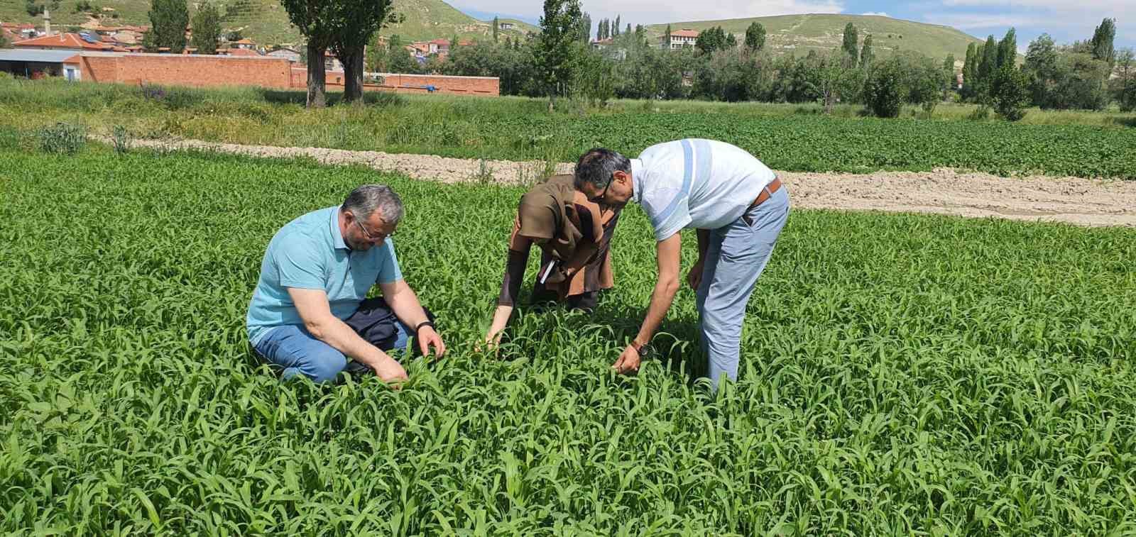 AFYONKARAHİSAR TARIM VE ORMAN İL MÜDÜRLÜĞÜ EKİPLERİ TARAFINDAN ÇAYIR MERA