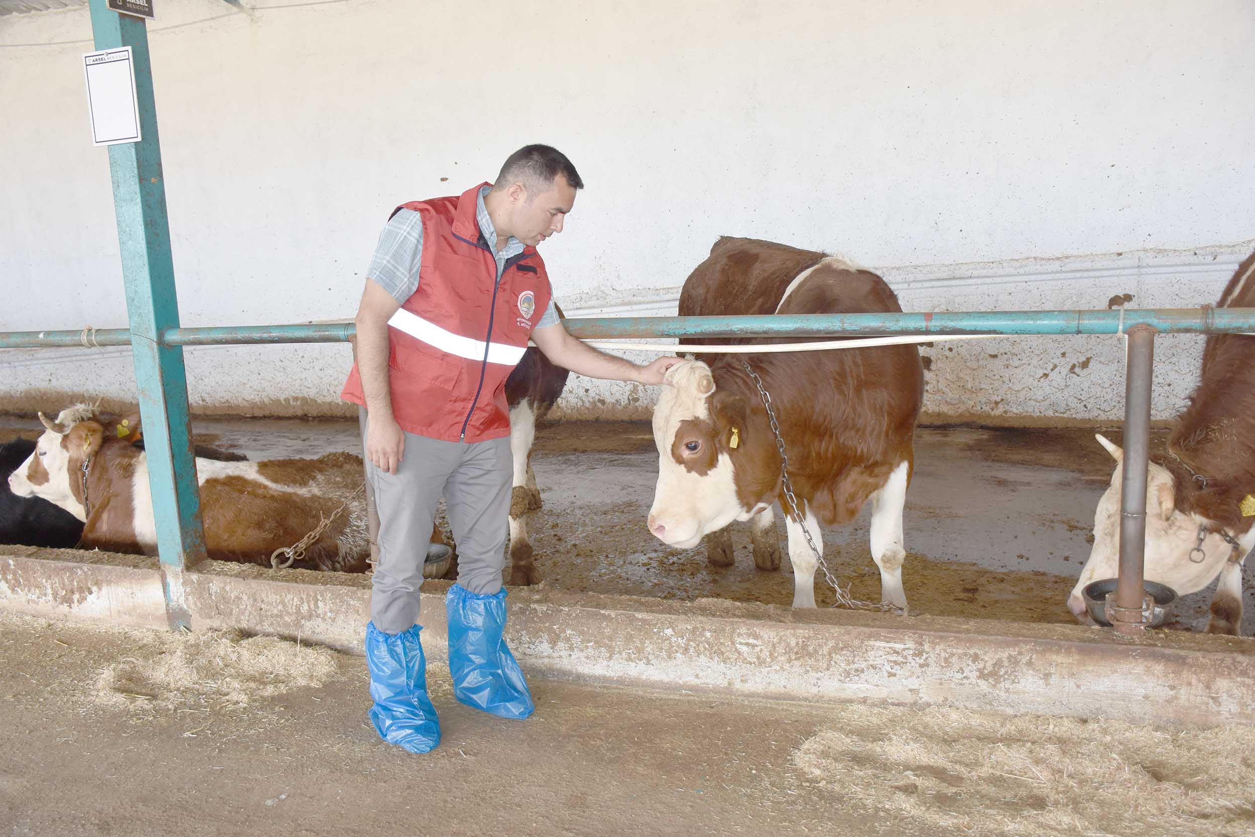 Afyonkarahisar’da İl Tarım ve Orman Müdürlüğü ekipleri, kurbanlık hayvan satışı