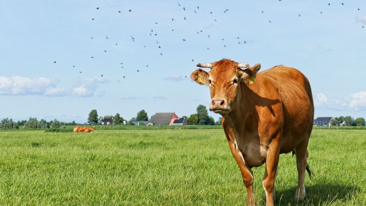 Sokakta kurban kesimine 3 bin 36 lira para cezası uygulanacak.