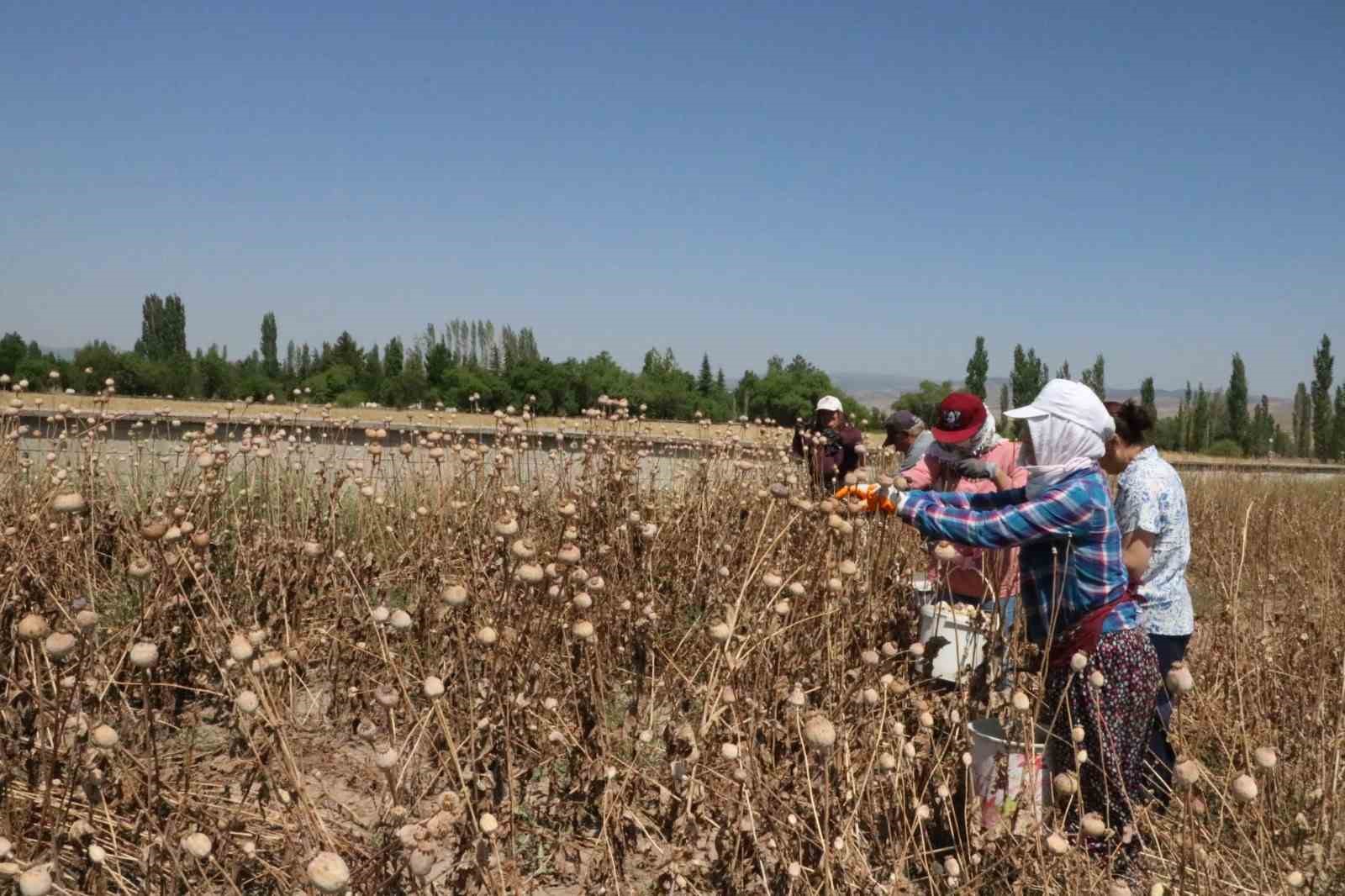 AFYONKARAHİSAR'IN SANDIKLI VE KIZILÖREN İLÇELERİNDE GEÇTİĞİMİZ GÜNLERDE BAŞLAYAN HAŞHAŞ HASADI