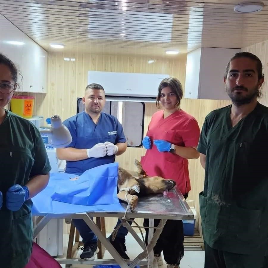 AFYONKARAHİSAR’IN DAZKIRI İLÇESİNDE SOKAK HAYVANLARINA YÖNELİK REHABİLİTASYON ÇALIŞMALARI DEVAM EDİYOR.