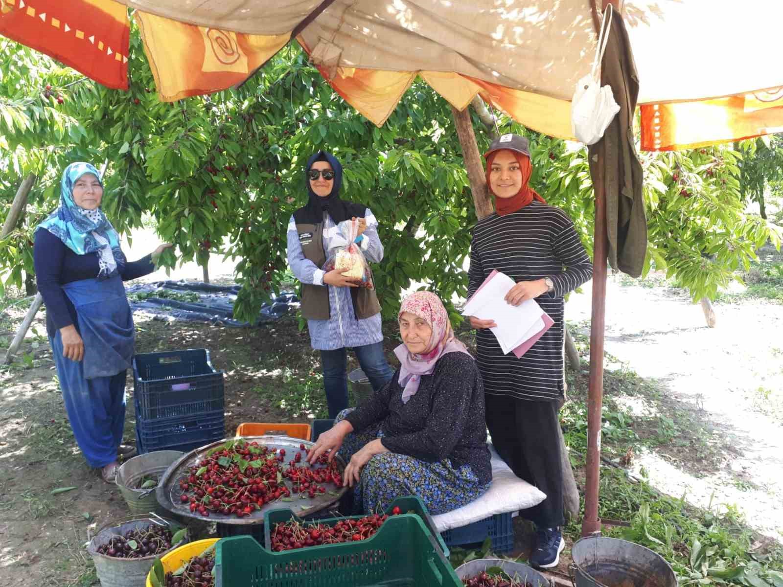 AFYONKARAHİSAR TARIM VE ORMAN İL MÜDÜRLÜĞÜ TARAFINDAN KİRAZ HASADININ DEVAM