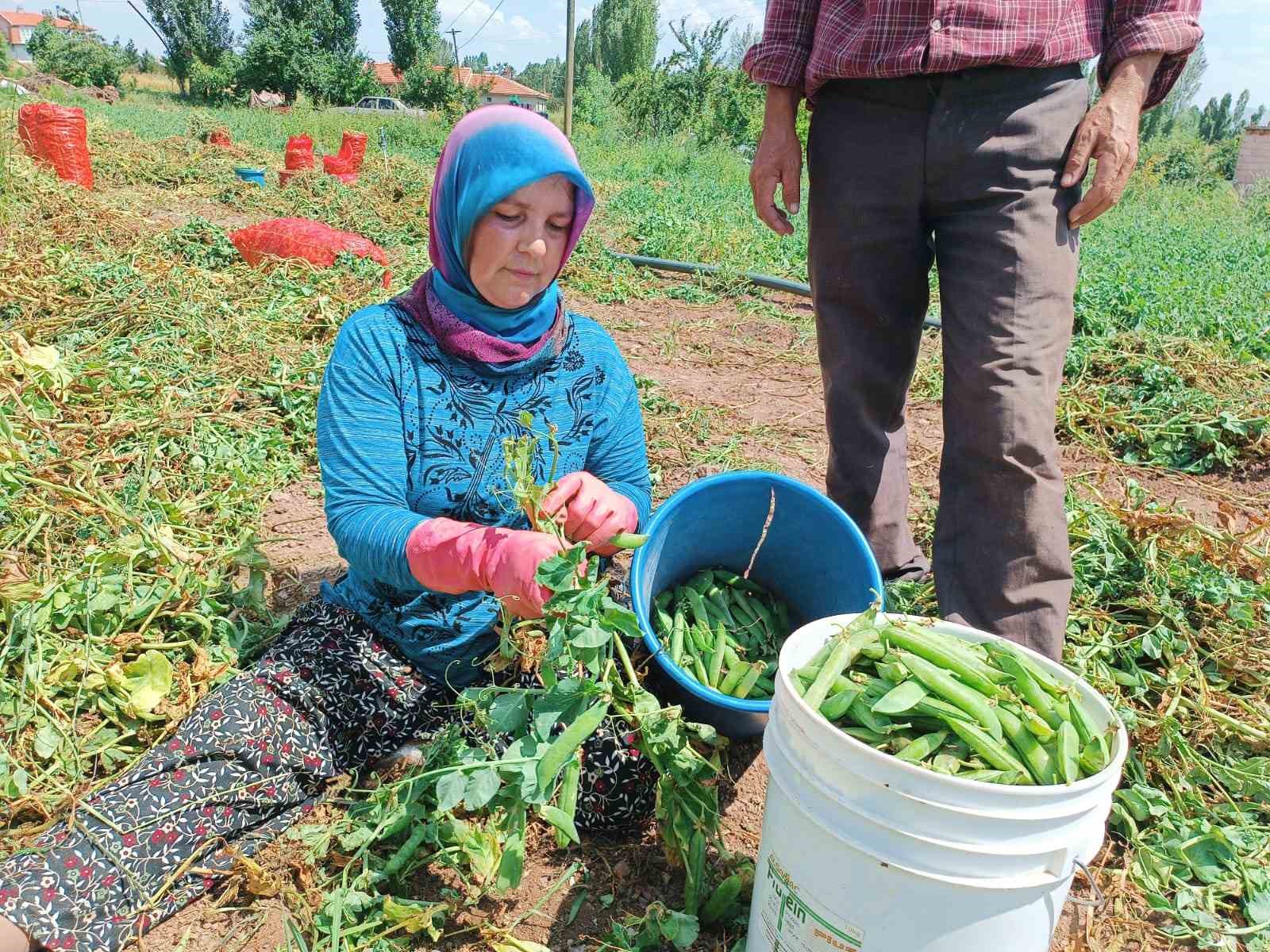 AFYONKARAHİSAR’IN ŞUHUT İLÇESİNDE BU YIL ALTERNATİF ÜRÜN OLARAK EKİMİ GERÇEKLEŞTİRİLEN