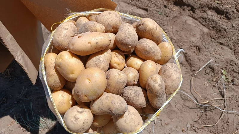 Afyonkarahisar’ın Dinar ilçesinde patates hasadı başladı. Bu yıl patatesten elde