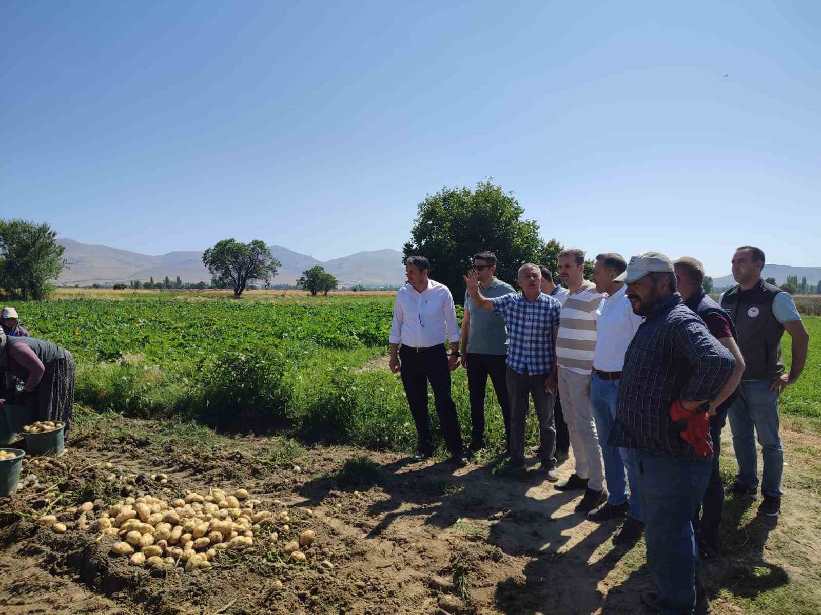 AFYONKARAHİSAR’IN DİNAR İLÇESİNDE HASADI BAŞLAYAN YAZLIK PATATESTE YAĞIŞLI HAYVANDAN DOLAYI