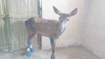 Kütahya’da vatandaşlar tarafından bulunan yaralı geyik ve karaca Afyon Kocatepe