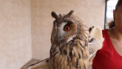 Afyonkarahisar’da yuvalarından düşerek yaralanan ve öğrenciler tarafından bulunan kulaklı orman