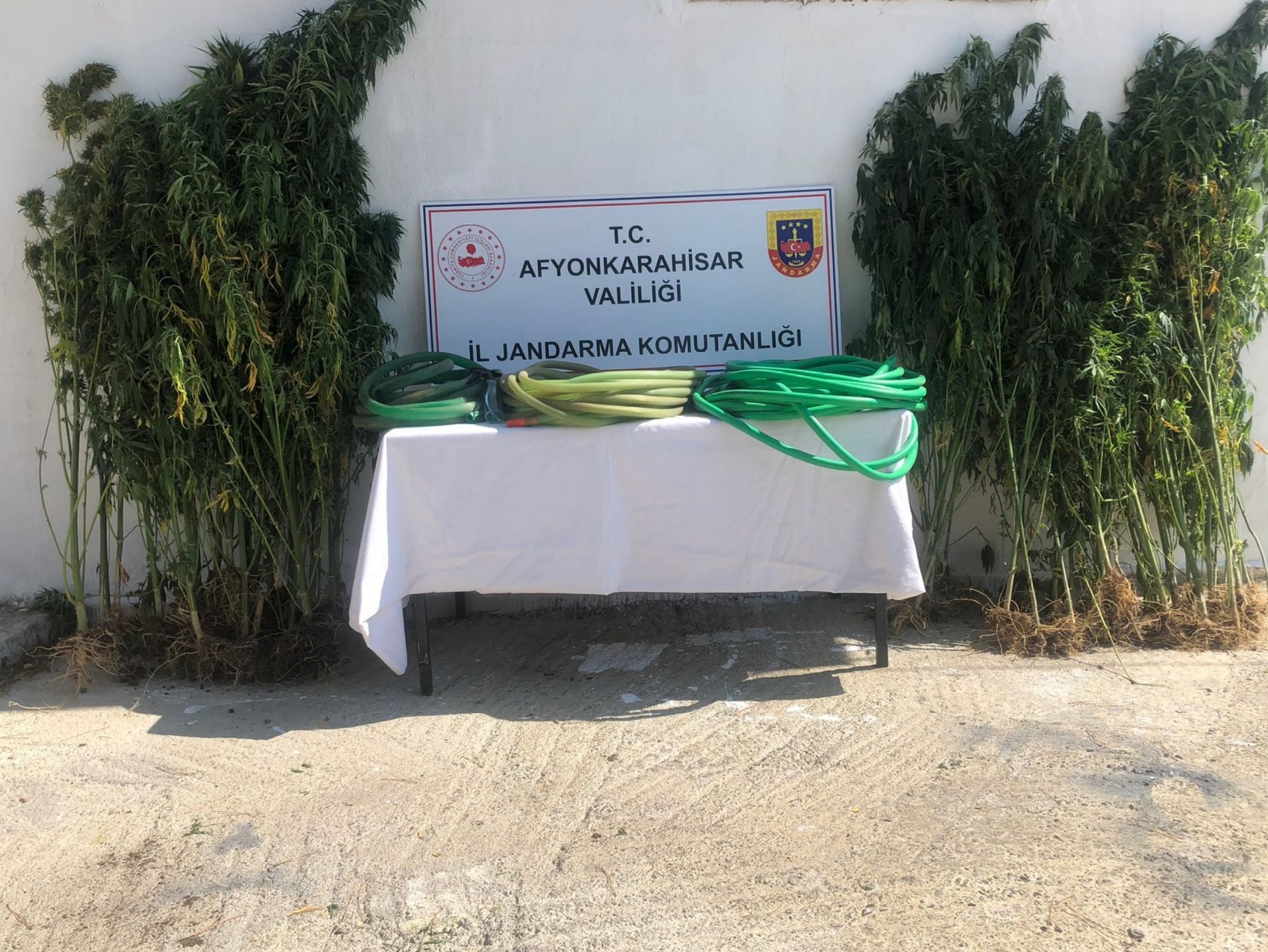Afyonkarahisar’da jandarma ekipleri iki şahsı ektikleri keneviri sularken suçüstü yaptı.