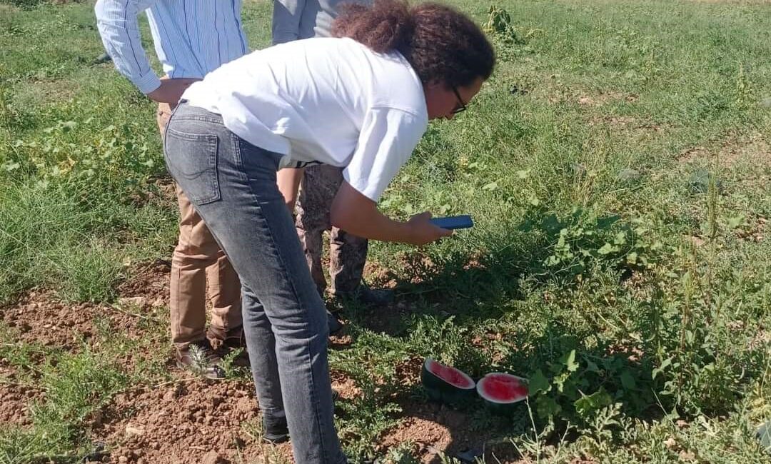 Afyonkarahisar’ın Şuhut ilçesine bağlı Karaadilli beldesinde ihracattık siyah inci çeşidi
