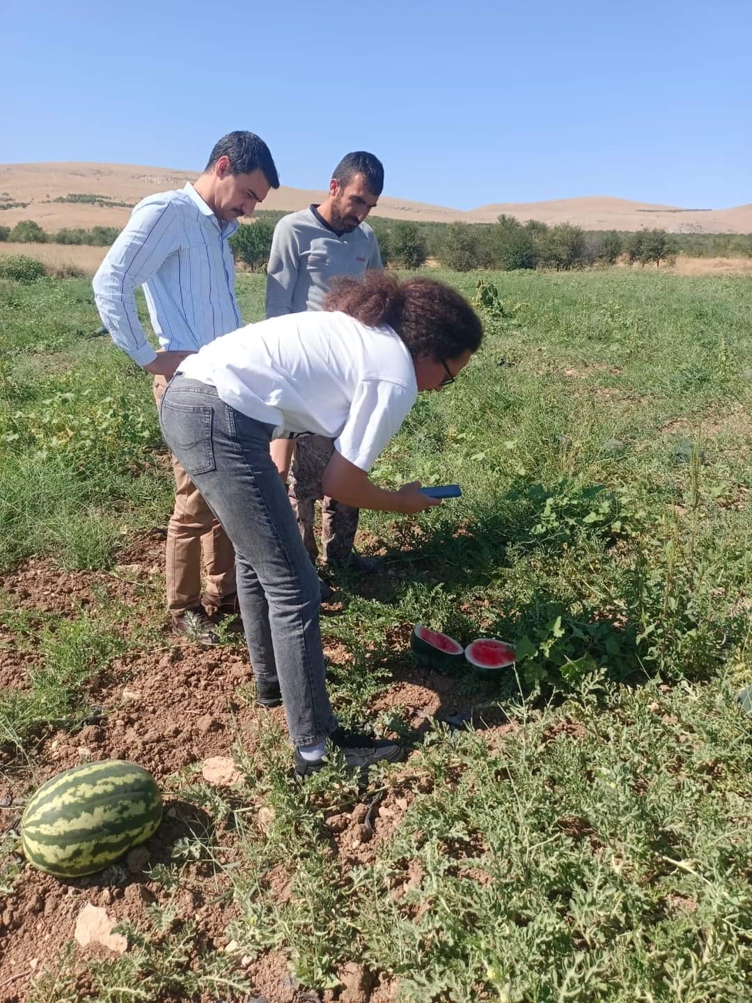Afyonkarahisar’ın Şuhut ilçesine bağlı Karaadilli beldesinde ihracattık siyah inci çeşidi