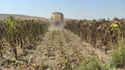 Afyonkarahisar’ın Dinar ilçesinde bu yıl 8000 bin dekar alanda ekimi