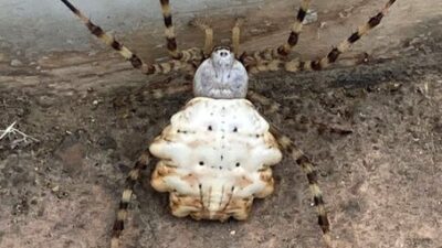 Dünyanın en zehirli örümceklerinden “Argiope lobata” Gümüşhane’de görüldü. Peki Argiope
