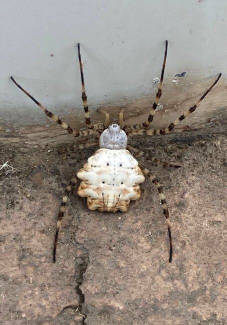 Dünyanın en zehirli örümceklerinden “Argiope lobata” Gümüşhane’de görüldü. Peki Argiope