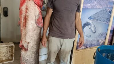 Tokat’ta yakalanan 2 metrelik yayın balığı, kilosu 60 liradan satışa
