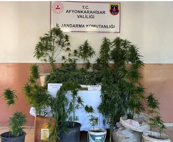 AFYONKARAHİSAR’DA EVLERİNİN BAHÇESİNDE KENEVİR YETİŞTİREN 2 ŞAHIS JANDARMANIN DÜZENLEDİĞİ OPERASYONDA,