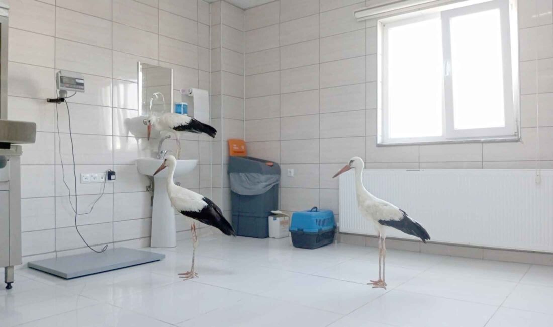Afyonkarahisar’da ateşli silahlar ile vurulma ve elektrik çarpması sonucu yaralanan