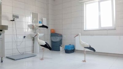 Afyonkarahisar’da ateşli silahlar ile vurulma ve elektrik çarpması sonucu yaralanan