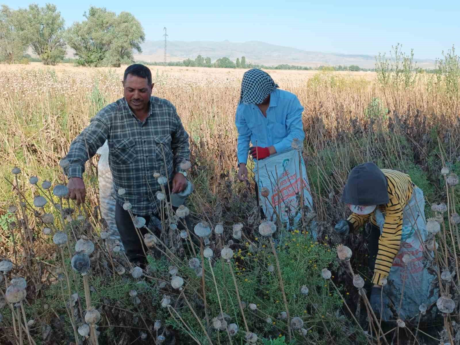 ŞANLIURFA'DAN AFYONKARAHİSAR’IN ŞUHUT İLÇESİNE GELEN İŞÇİLER GÜNLÜK 460 LİRA YEVMİYE