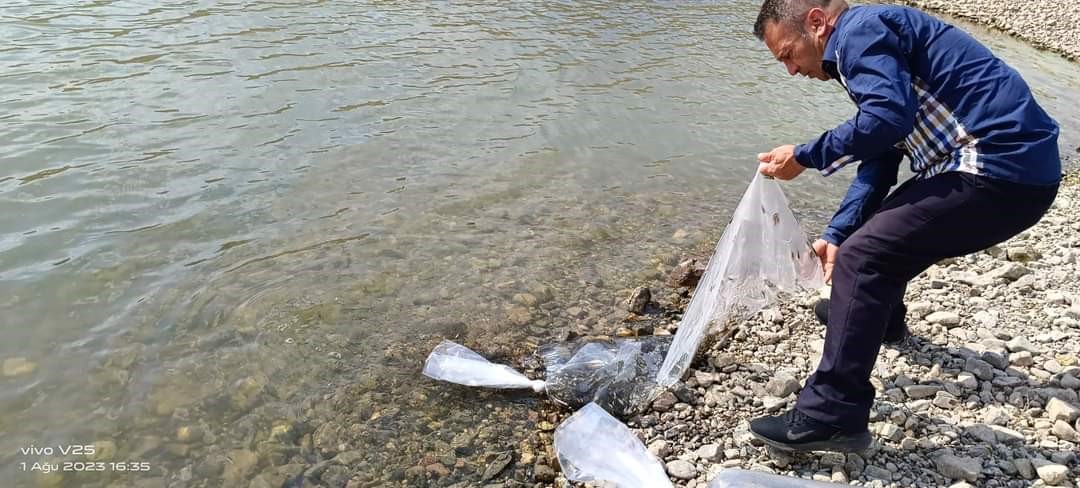 AFYONKARAHİSAR’IN ŞUHUT İLÇESİNDEKİ GÖLETLERE 115 BİN YAVRU SAZAN BALIĞI SALIMI