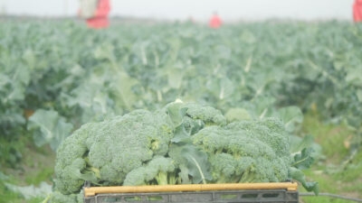 Sinanpaşa ilçesinde proje kapsamında 12 üretici tarafından ekimi yapılan brokolide