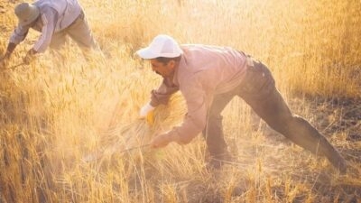 Afyonkarahisar İl Tarım ve Orman Müdürlüğünden yapılan açıklamada 2023 yılı