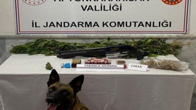 Afyonkarahisar merkeze bağlı Salar Beldesi’nde kenevir yetiştiren bir şahıs jandarma