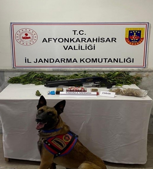 Afyonkarahisar merkeze bağlı Salar Beldesi’nde kenevir yetiştiren bir şahıs jandarma