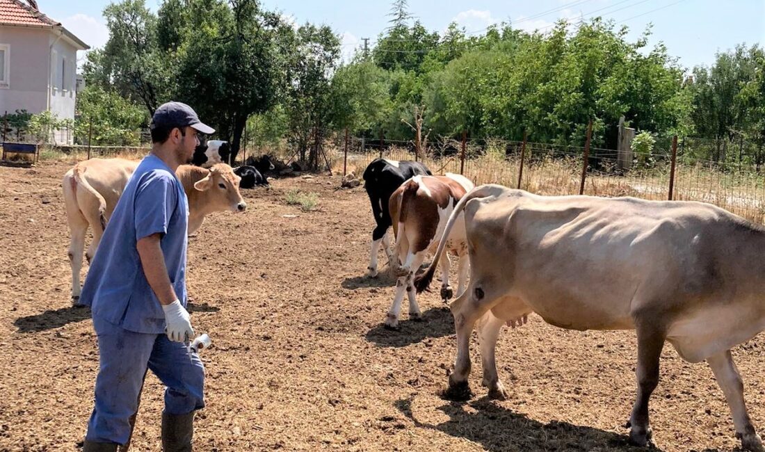 Afyonkarahisar Tarım ve Orman Müdürlüğü ekipleri tarafından başlatılan aşılama kampanyası