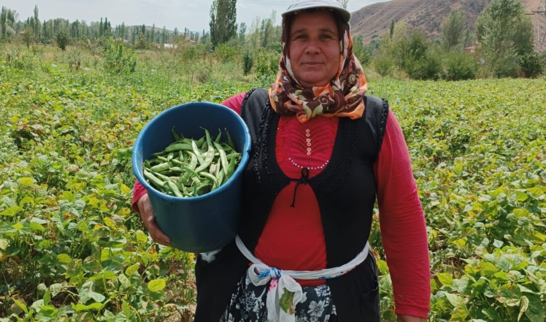 Afyonkarahisar’ın Şuhut ilçesinde hasadı devam eden fasulye tarlada kilosu 25-30
