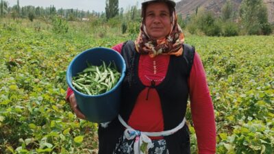 Afyonkarahisar’ın Şuhut ilçesinde hasadı devam eden fasulye tarlada kilosu 25-30
