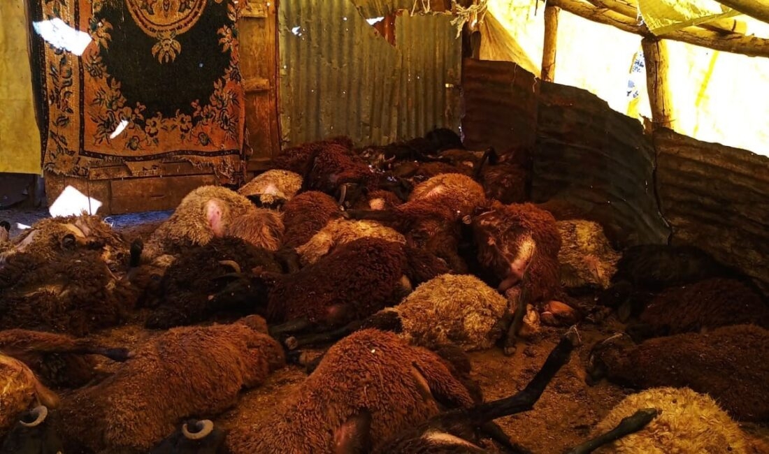 Bingöl’ün Karlıova ilçesinde bir besicinin ahırına giren kurtlar, yaklaşık 50