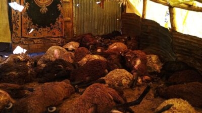 Bingöl’ün Karlıova ilçesinde bir besicinin ahırına giren kurtlar, yaklaşık 50