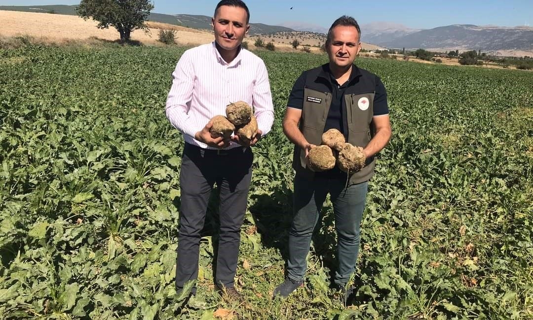 Dinar’da pancar hasadı başladı Afyonkarahisar’ın Dinar ilçesinde bu yıl 20 bin dekar alanda ekimi