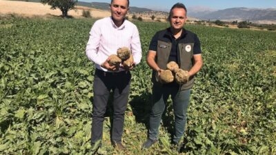 Afyonkarahisar’ın Dinar ilçesinde bu yıl 20 bin dekar alanda ekimi