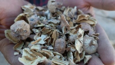 Afyonkarahisar’da haşhaş kapsülü alımı başladı. Haşhaş kapsülünün kilogram fiyatı bu